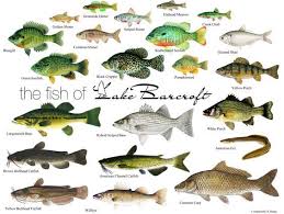 Black And White Striped Saltwater Fish Florida Some Lake Water Fish Chart Types Of Fish Fish Fish Chart