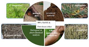 Image result for Oreophyton