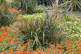 It's deep, rich hue and love of warm weather makes it perfect for gardeners living in tropical climates. Pennisetum Princess Molly Oriental Fountain Grass