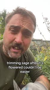 How to Cut Down Meadow Sage for Winter