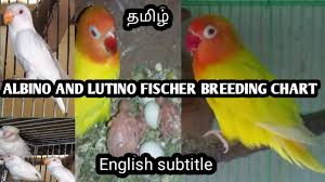 Albino And Lutino Fischer Breeding Chart And Tips In Tamil