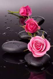 2 Anasayfa Twitter In 2020 Beautiful Rose Flowers Rose Wallpaper Beautiful Flowers