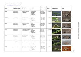 Image result for Limeum viscosum