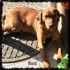 In the 19th century, they began being trained as gun dogs for hunting and retrieving. Old House Labrador Retrievers Top Ny Fox Red Yellow Chocolate Black Labrador Retriever Breeder Female Red