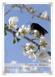 Thundercloud flowering plum tree has purple branches that begin to swell with endless flower buds. Santa Rosa Plum Artistic Gardener