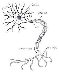 اعراض التصلب اللويحي بالتفصيل , تختلف أعراض التصلب اللويحي المتعدد كثيراً بين المرضى , وتتوقف الأعراض على الأجزاء المصابة بالمرض من الجهاز العصبى. ØªØµÙ„Ø¨ Ù…ØªØ¹Ø¯Ø¯ ÙˆÙŠÙƒÙŠØ¨ÙŠØ¯ÙŠØ§