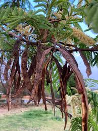 Image result for Acacia afra