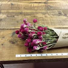 Gomphrena Globe Amaranth Bright Pink Globe Amaranth Dried Flowers How To Preserve Flowers