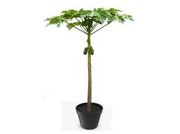 Check spelling or type a new query. Carica Papaya Tree Fruit Trees Dubai Garden Centre