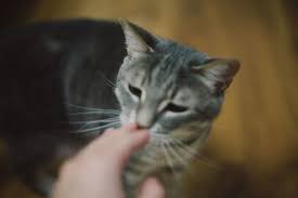Why Does My Cat Run Away From Me Can I Change This Cat Run Cats Cat Behavior