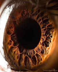 Amazingly Revealing Macro Photos Of The Human Eye Eye Close Up Eye Photography Cool Eyes