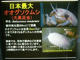 kyoushien.kyokyo-u.ac.jp