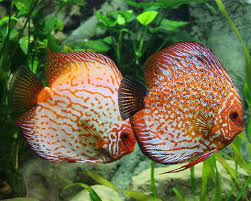 Werden auch sie einem der tausenden zufriedenen besucher, die informationen zu online shop bestellen, zierfische kaufen und onlineshop kaufen erhielten.diese domain steht zum verkauf! Zoo Co Diskusfische