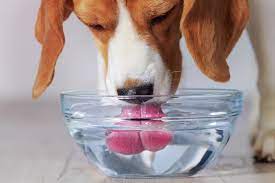 Drinking enough water is incredibly important for humans — and it's also crucial for animals. Water And Your Dog S Health Tips To Avoid Dehydration