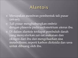 Prosedur ini termasuk salah satu bagian dari program fertilisasi in vitro atau bayi tabung. Sistem Reproduksi Wanita Ppt Download