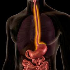 Image result for esophagus
