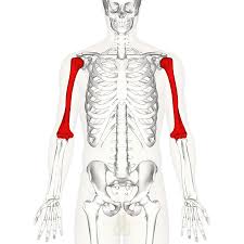 Learn vocabulary, terms and more with flashcards, games and other study tools. Humerus Wikipedia
