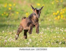 Baby Goat Jumping Images Stock Photos Vectors Shutterstock