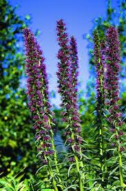 Image result for Echium
