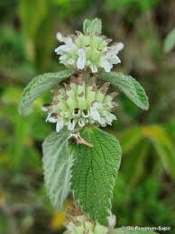 Image result for Leucas neuflizeana