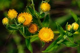 Image result for Helichrysum setosum