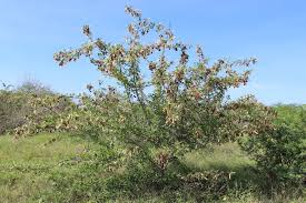 Image result for Terminalia prunioides