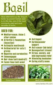 Basil From Herbs Info Com Benefits Of Basil Basil Leaves Benefits How To Dry Basil