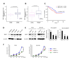 Check spelling or type a new query. Scielo Brasil Bap1 Functions As A Tumor Promoter In Prostate Cancer Cells Through Emt Regulation Bap1 Functions As A Tumor Promoter In Prostate Cancer Cells Through Emt Regulation