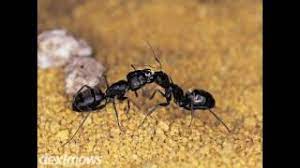 Do it yourself lawn and pest, oviedo, fl. Do It Yourself Pest Control Fern Park Fl 32730 2815 Youtube