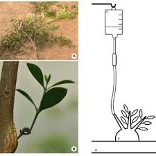 Image result for Phragmanthera dschallensis