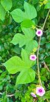 Image result for Ipomoea dichroa
