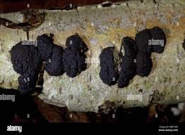 Image result for Hypoxylon multiforme