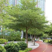 Image result for Terminalia