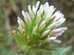 Image result for Trifolium spumosum