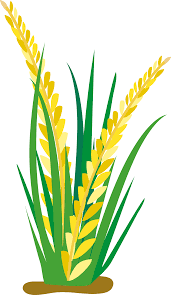 Rice Clipart Rice Crop Rice Rice Crop Transparent Free For Download On Webstockreview 2021 You can download (281x478) rice crop png png clip art for free.