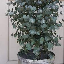 It looks a bit different from baby blue eucalyptus but overall, the plants can be hard to tell apart (at least for me) unless they are next to each other. Silver Dollar Eucalyptus Tree Seeds Eucalyptus Cinerea 30 Seeds Tree Seeds Silver Dollar Eucalyptus Eucalyptus Tree