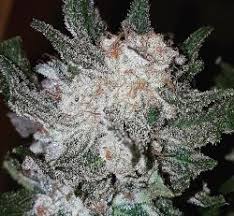 6 years ago · · harborside health center. Pineapple Sorbet Aficionado French Connection Cannabis Strain Info