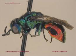 Image result for Pseudopod Ospermum