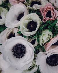 Anemones One Of My Very Favourite Flowers Did You Know That According To Shaneconnollyandcos Book The Lang Language Of Flowers Love Flowers British Flowers