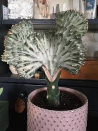 The coral cactus is not a type of cactus and is probably one of the hardiest household. Impulse Buy Just Said Cactus What Is It So I Can Take Care Of It Whatsthisplant