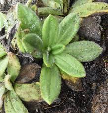 Image result for Athrixia phylicoides