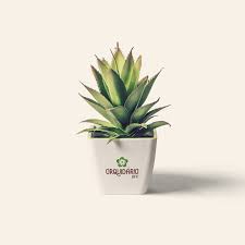 Orquidario Ufc Identidade Visual Identidade Visual Logomarca Organizacao Nao Governamental