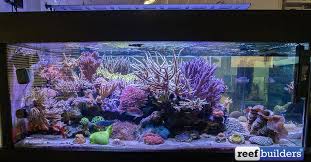 We did not find results for: A Tour Of Fishland Aquarium Store In Sao Paulo Brazil Reef Builders The Reef And Saltwater Aquarium Blog