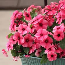 Vinca Tattoo Raspberry In 2021 Flower Aesthetic Vinca Flowers Perennials
