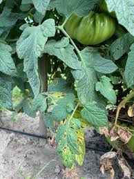 Image result for tomato seedling early blight