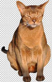 Cats Png Cats Molduras