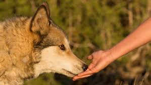 Selena gomez rare (deluxe edition) wolves. Abused Wolves And Troubled Teens Find Solace In Each Other Npr