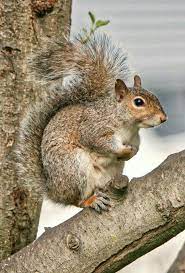 Pin By Mona Moni On Ketri Eastern Gray Squirrel Squirrel Animals