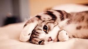 Beautiful And Cute Animals Wallpaper 2 Kittens Cutest Cute Animals Cats