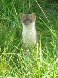 Ein willkommener jäger im heimischen garten. Wiesel Im Garten Miltenberg